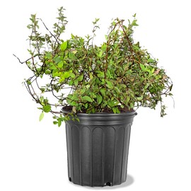 Anthony Waterer Spirea, Vibrant Color-Changing Flowering, Vibrant Foliage, Deciduous, Compact, 3 gal, Nursery Pot