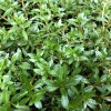 4stems Ludwigia Arcuata Live Freshwater Aquarium Plants Red Purple