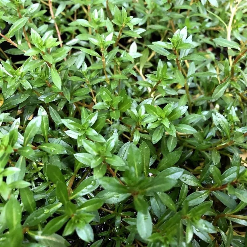 4stems Ludwigia Arcuata Live Freshwater Aquarium Plants Red Purple