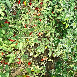 Fish Ornamental Hot Pepper Seeds - 300 Mg Packet ~50 Seeds - Non-GMO, Heirloom - Vegetable Garden - Capsicum chinense