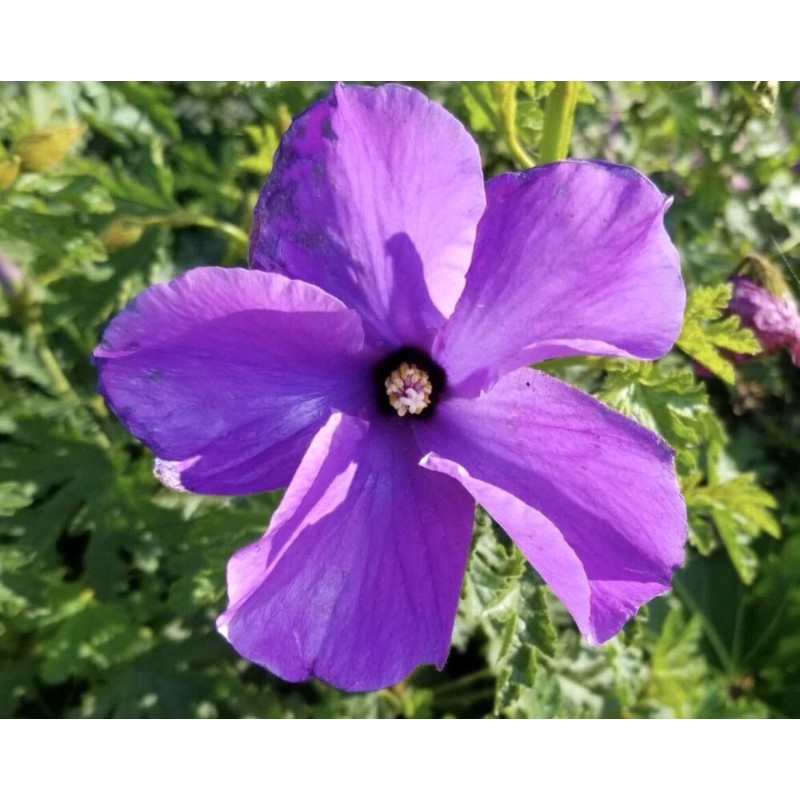 Home-Growth Lilac Hibiscus, Alyogyne Huegelii - 20 seeds 2024 -