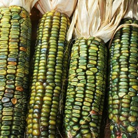 TomorrowSeeds - Oaxacan Green Dent Ornamental Corn Seeds - 180+ Count - For 2026 Planting Green Blue Gold Crafting Maize Native American Flint Kernels Untreated Vegetable Grow Your Own Home Farm Patio
