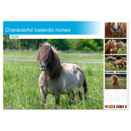 Characterful Icelandic horses (Monthly Wall Calendar 2026 16.5" x 23.4" (open)), CALVENDO 14 Month Calendar