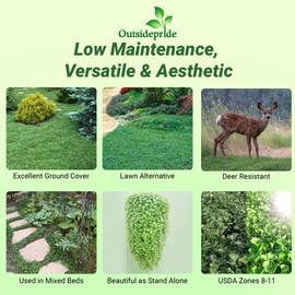 Outsidepride Perennial Dichondra Repens Seeds - 5 lbs Dense Green, Low-Maintenance Ground Cover Seeds for Planting, Ideal Lawn Alternative in Sun or Shady Areas & Erosion Control in USDA Zones 8-11