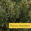 6 White Oleander Shrubs | Live Plants in 2.5-inch Nursery