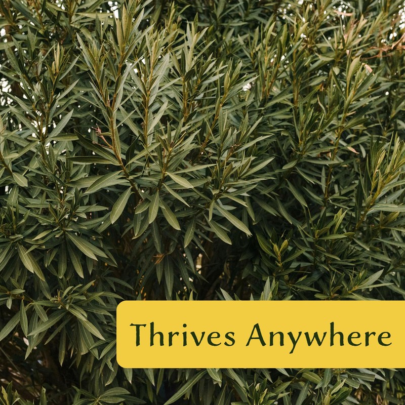6 White Oleander Shrubs | Live Plants in 2.5-inch Nursery
