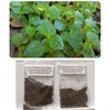 2 Bags of 2000++ Seeds Hạt giống rau càng cua