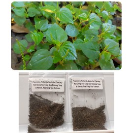 2 Bags of 2000++ Seeds Hạt giống rau càng cua hat giong rau cang cua