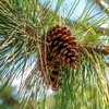 Slash Pine Tree | 2 Large Gallon Size Pots |