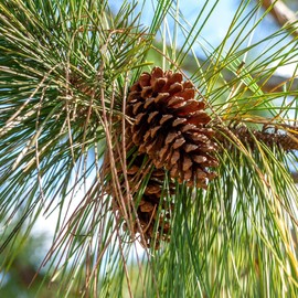 Slash Pine Tree | 2 Large Gallon Size Pots | Pinus elliottii | Fast-Growing Evergreen | Landscape Shade Plants