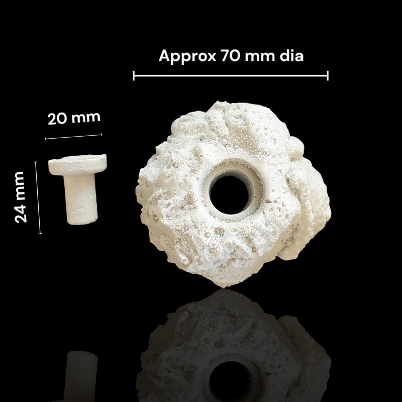 Coral Frag Propagation Rock x 1 With Plug