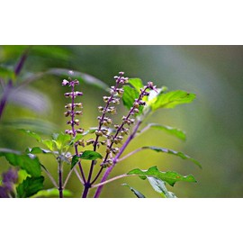 Seeds4planting - Seeds Ornamental Holy Basil Indoor Tulsi Green Thai Herbs Non GMO