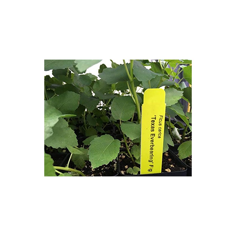 Texas Everbearing Fig - Ficus Carica AKA Brown Turkey Fig