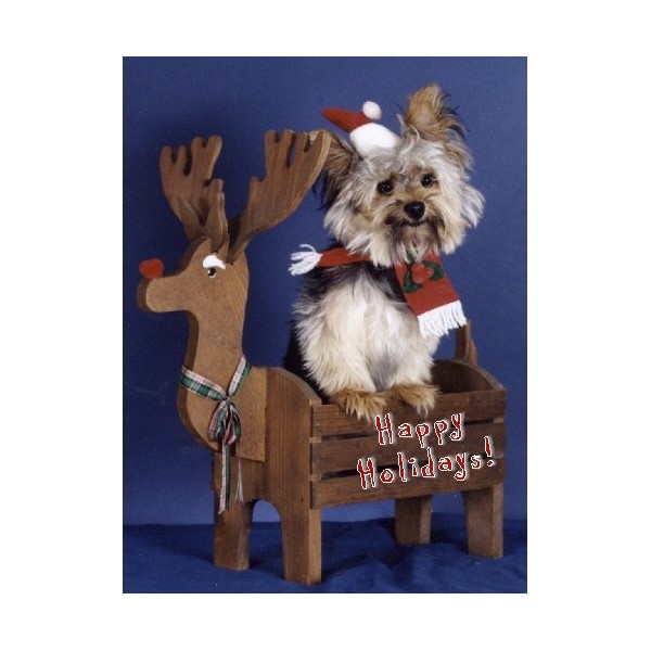Pet Star Christmas Cards - Yorkie with Rudolph