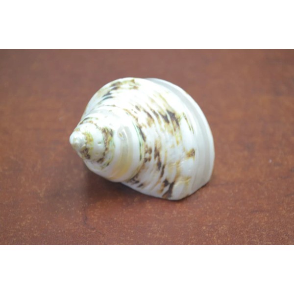 BANDED PETHOLATUS JADE TURBO SEA SHELL HERMIT CRAB 1 1/2"