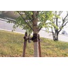 Hawks Show Core Set, Cedar Tape 12.5 cmx10 M