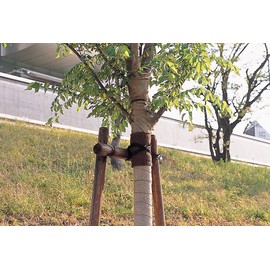 Hawks Show Core Set, Cedar Tape 12.5 cmx10 M