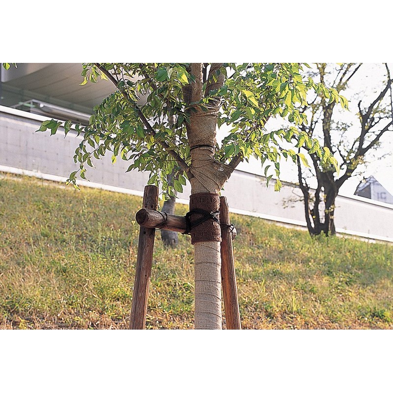 Hawks Show Core Set, Cedar Tape 12.5 cmx10 M