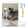 Dog Turning 2026 Calendar Refills Day Dive CK-D26-02