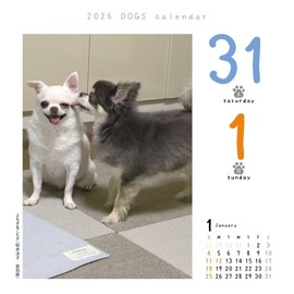 Dog Turning 2026 Calendar Refills Day Dive CK-D26-02