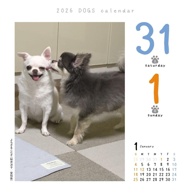 Dog Turning 2026 Calendar Refills Day Dive CK-D26-02