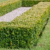 Japanese Boxwood (2.5 Gallon) Low-Maintenance Evergreen Hedge Shrub - Full