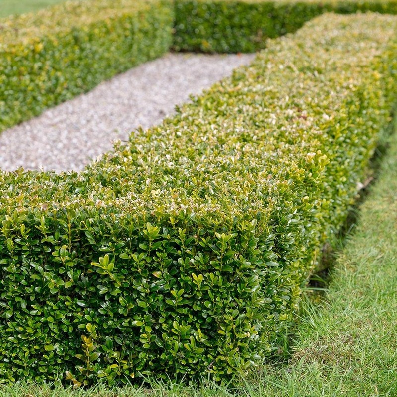 Japanese Boxwood (2.5 Gallon) Low-Maintenance Evergreen Hedge Shrub - Full