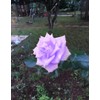 Bonsai Germany Rare Purple Roses 30Pcs Dragon Rose Heirloom Seeds