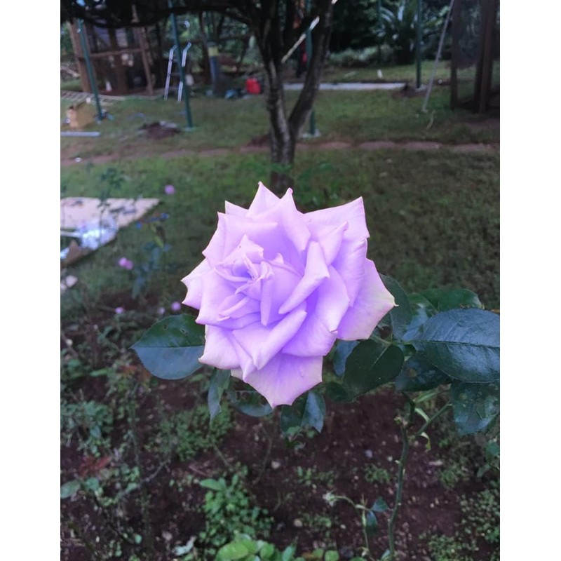Bonsai Germany Rare Purple Roses 30Pcs Dragon Rose Heirloom Seeds