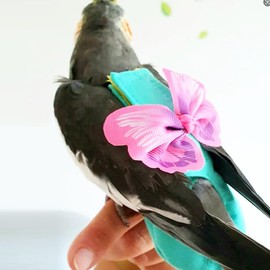 CELONROMF Bird Diaper Harness and Leash Set Parrot Flight Suit with 63 Inch Flying Rope Lovebird Clothes with Bow Knot Small Pet Outfit for Conure Parakeet Cockatiel African Grey (S)