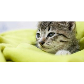 PETS HEALTH SOLUTION cat relax treats - RELAXANT FOR CATS - HELPS KEEP CALM - ANXIETY RELIEF - TREATS - cat relax treats - 180 Treats (2 Bottle)