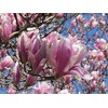 Jane Magnolia Tree, 6-12” Tall, Live Shrub in 2.5” Pot