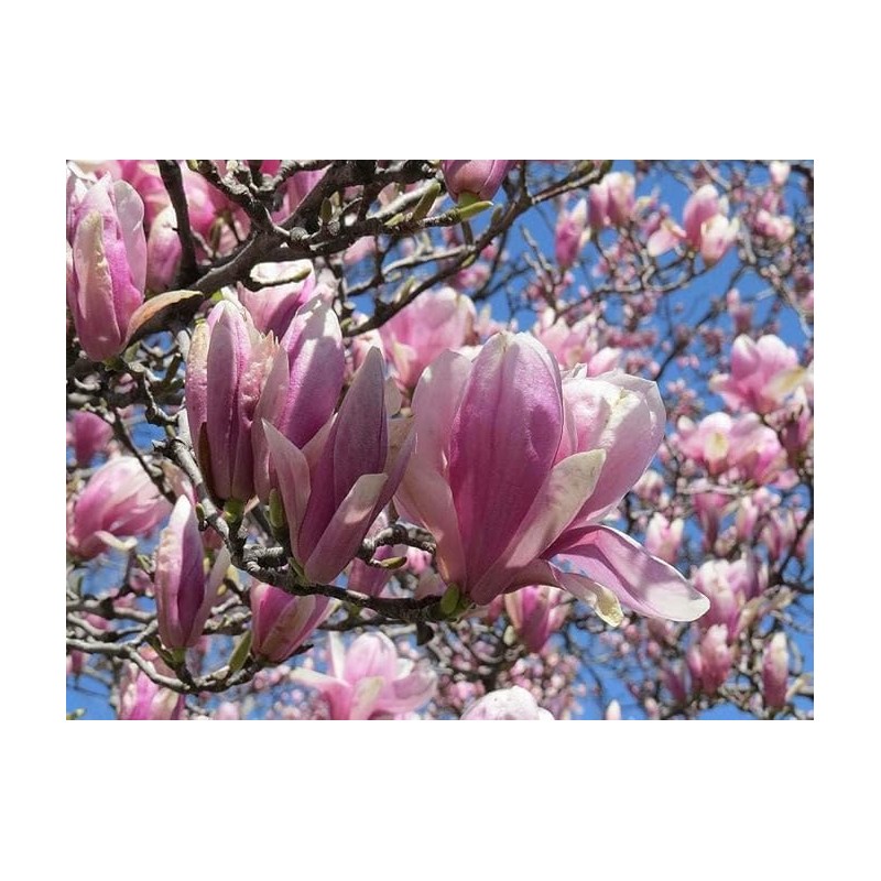 Jane Magnolia Tree, 6-12” Tall, Live Shrub in 2.5” Pot