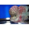 excalibur Mass Effect Flowerhorn Food For kok Growth. excalibur 1/2lb