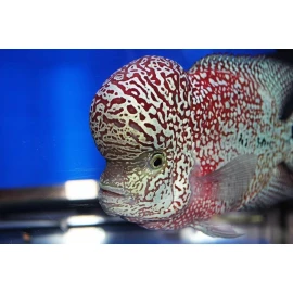 excalibur Mass Effect Flowerhorn Food For kok Growth. excalibur 1/2lb 3mm floating