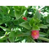 Red 10 Beautiful APTENIA Cordifolia, RED APPLE succulent, BABY SUNROSE,