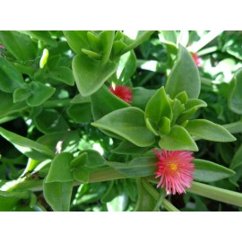 Red 10 Beautiful APTENIA Cordifolia, RED APPLE succulent, BABY SUNROSE, Red/ Pink