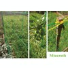 Miuezuth Premium Trellis Net with large mesh size for particularly