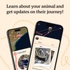 Fahlo Penguin Tracking Bracelet – Track a Real Penguin’s Journey