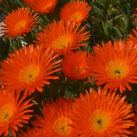 Outsidepride Gelato Orange Ice Plant Seeds - 10000 Pcs Perennial, Drought Tolerant Ground Cover Seeds for Planting Vibrant Trailing Blooms, Ideal for Sunny Gardens & Xeriscape Landscaping