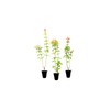 Firebush Firefly I 3 Live Plants I Dwarf Hamelia Patens