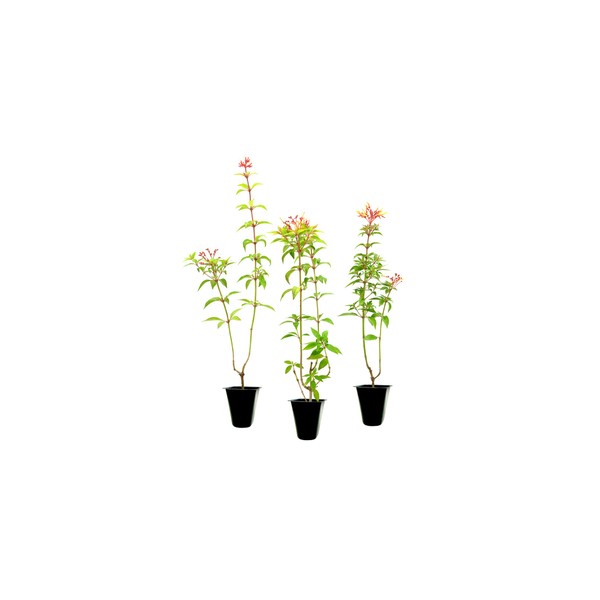 Firebush Firefly I 3 Live Plants I Dwarf Hamelia Patens