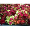 22Day Seeds: Seeds Coleus Variety Mix/Annual Flowers