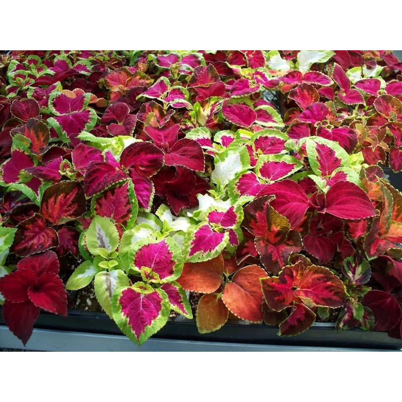 22Day Seeds: Seeds Coleus Variety Mix/Annual Flowers