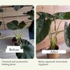 Monstera Grapple Clips | Turtle Shell Bamboo Plant Support Clamps