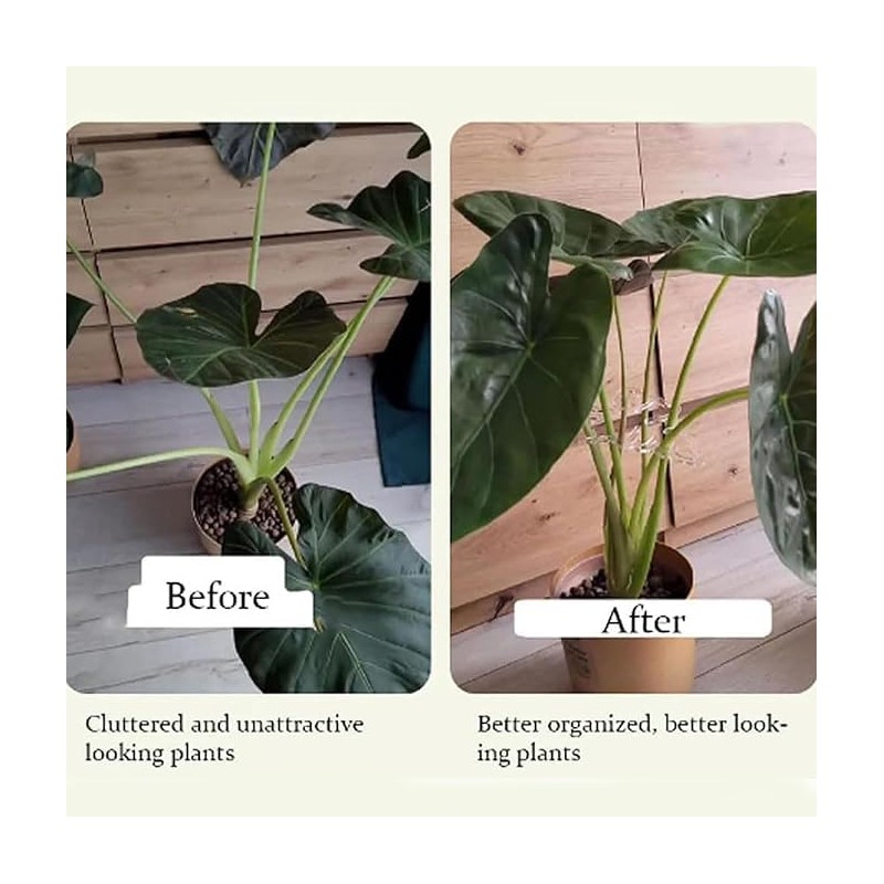 Monstera Grapple Clips | Turtle Shell Bamboo Plant Support Clamps