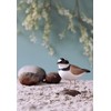 WILDLIFEGARDEN WG4449 DecoBird Plover - Hand Carved Decorative Wooden Bird