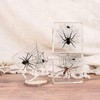 Taxidermy Spiders, 3pcs Real Insect Spider Specimens in Resin for