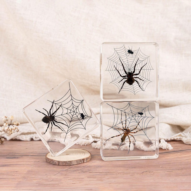 Taxidermy Spiders, 3pcs Real Insect Spider Specimens in Resin for