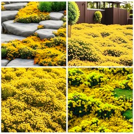 20000+ Bright Yellow Creeping Thyme Seeds Ground Cover-Low Maintenance Perennial Carpet Flower Seeds for Planting, Long-Blooming for Outdoor Lawns Garden Road